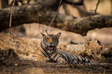 A beautiful male tiger cub portrait at Ranthambore National Park