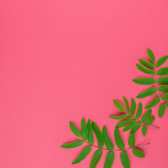 Fototapeta na wymiar Green rowan tree leaves on bright pink background