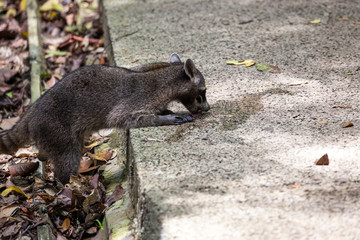 Raccoon in the rain forest