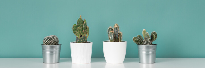 Modern room decoration. Collection of various potted cactus house plants on white shelf against...