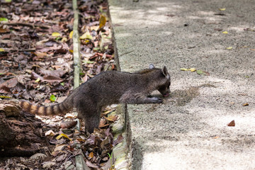 Raccoon in the rain forest