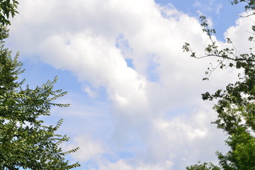 sky, clouds, tree, blue, nature, cloud, landscape, summer, white, green, day, trees, weather, sun, cloudy, spring, cloudscape, grass, forest, beautiful, field, fluffy, season, light, meadow