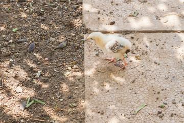 A small chicken walking on the village yard