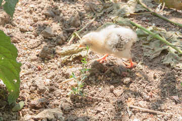 A small chicken walking on the village yard