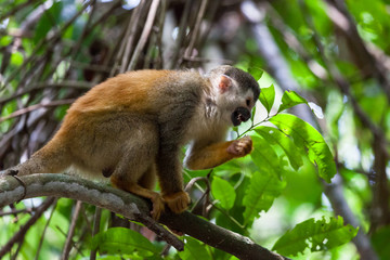 Naklejka na ściany i meble Central American squirrel monkey - Saimiri oerstedii