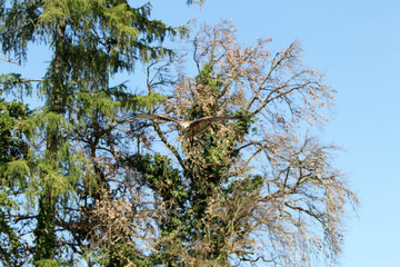 Birds of prey are particularly easy to distinguish from each other in flight. Aerial images show important features and distinctions
