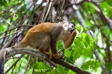 Central American squirrel monkey - Saimiri oerstedii