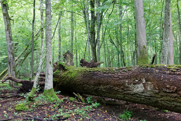 Broken oak tree branch moss wrapped