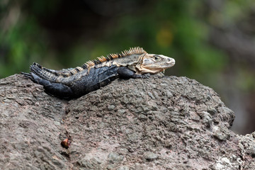 Ctenosaura similis, commonly known as the black spiny-tailed iguana