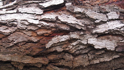 Neem Wood 