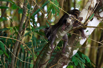 Raccoon Hanging Out in a Tree