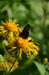 A Butterfly on flower