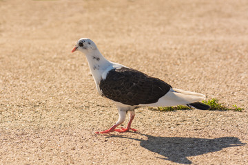A Spotted Pigeon Looking for Food and Enjoying the Summer Sun