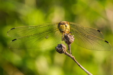 A Beautiful Yellow Dragonfly n a Plant (Front View)