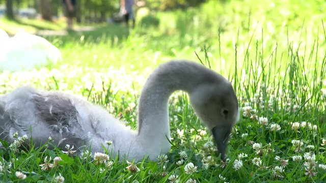 One yong swan stting in a grass field at Arundle, United Kingdom