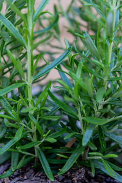 Close Up of Rosemary Plant
