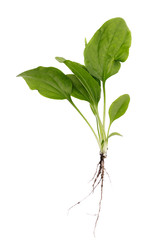 Medicinal plants: plantain leaves with a root isolated on white background, top view © Sergey Chayko