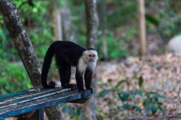 white faced or capuchin monkey