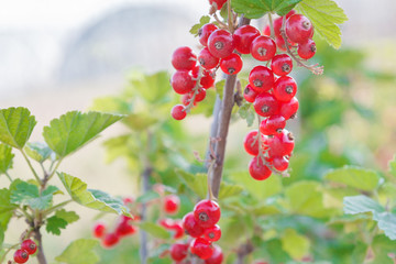 Red currant grows on a Bush in summer in Sunny weather