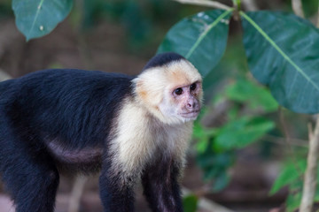 white faced or capuchin monkey