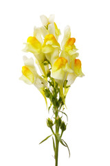 Field flower Linaria it is isolated on a white background, close-up