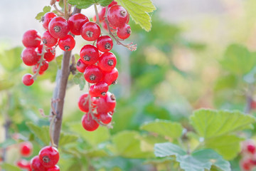 Red currant grows on a Bush in summer in Sunny weather