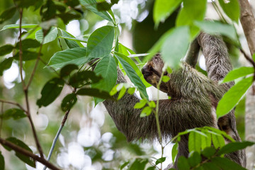 Three toed sloth in Costa Rica