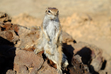 Fototapeta premium African ground squirrel on the Canary Island Fuerteventura