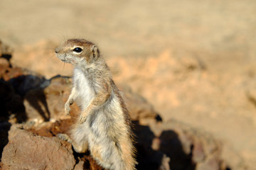 Fototapeta premium African ground squirrel on the Canary Island Fuerteventura