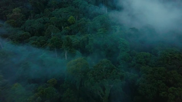 Aerial drone footage of the rainforest at Sabah, Borneo, Malaysia