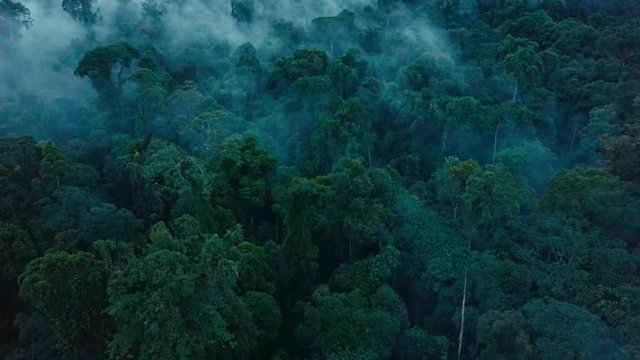 Aerial drone footage of the rainforest at Sabah, Borneo, Malaysia