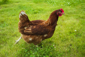 Lovely, brown chicken on a green grass.