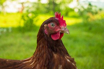 Lovely, brown chicken on a green grass.
