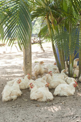 Chickens Resting Under Palm Trees