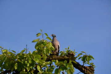 Taube 