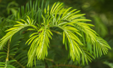 Cephalotaxus harringtonii (Cephalotaxaceae)