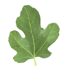 fresh green fig leaf isolated on white background