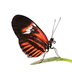 The common postman butterfly, Heliconius melpomene, with red piano key pattern on black is sitting on a leaf. Isolated on white background.