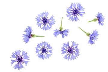 Blue cornflower isolated on white background macro. Top view. Flat lay pattern