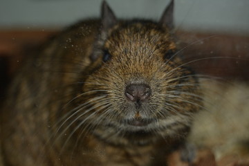 Degu
