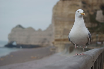 Goéland à Etretat