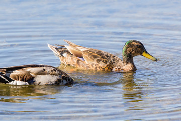 Ornithological Park of Marquenterre, in the Bay of Somme