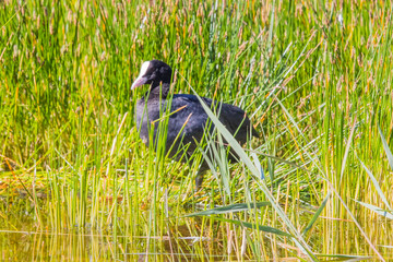 Ornithological Park of Marquenterre, in the Bay of Somme