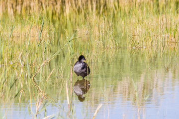 Ornithological Park of Marquenterre, in the Bay of Somme