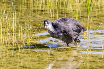 Ornithological Park of Marquenterre, in the Bay of Somme