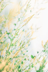 Delicate wildflowers windy and light pastel colors. Beautiful tender nature background vertical. 