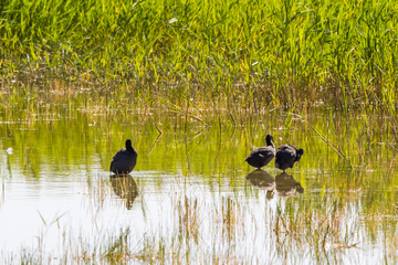 Ornithological Park of Marquenterre, in the Bay of Somme
