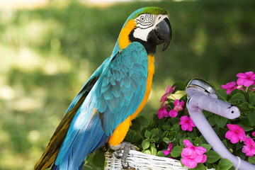 Blue and yellow macaw (Ara ararauna) © gaborphotos