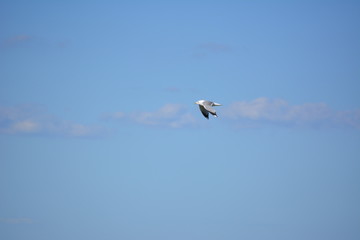 Möwe auf Futtersuche