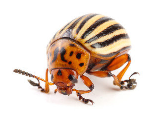 Colorado Potato Beetle isolated on white background